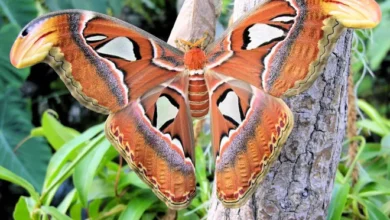 بيت الفراشات في قصر هوفبورغ