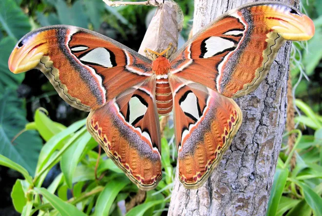 بيت الفراشات في قصر هوفبورغ