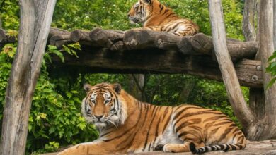 حديقة الحيوانات فيينا