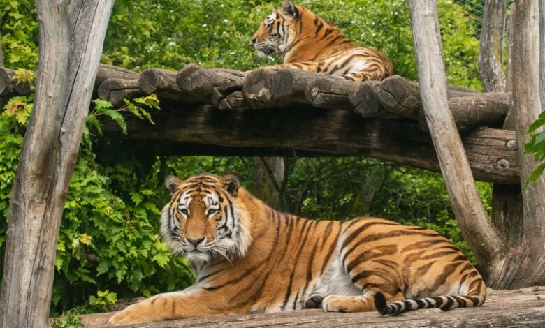 حديقة الحيوانات فيينا