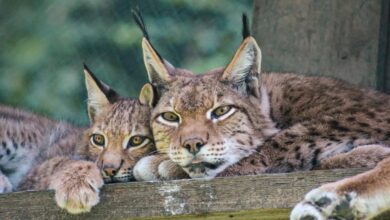 حديقة وملاهي فيرلايتن