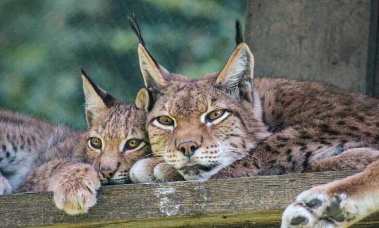 حديقة وملاهي فيرلايتن