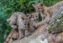 حديقة الحيوانات سالزبورغ